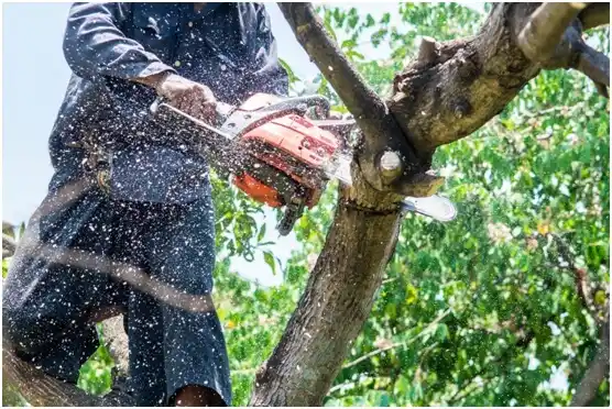 tree services Merlin